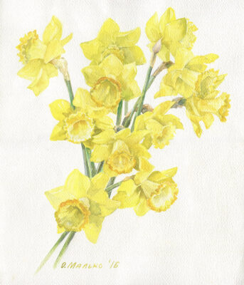 Yellow Daffodils
