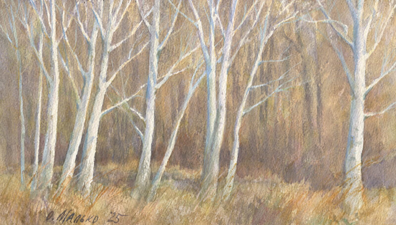 White Trees (Alder)