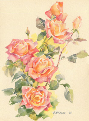 Orange Pink Roses