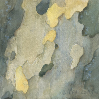 Sycamore Tree Bark