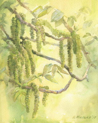 Walnut Blossom