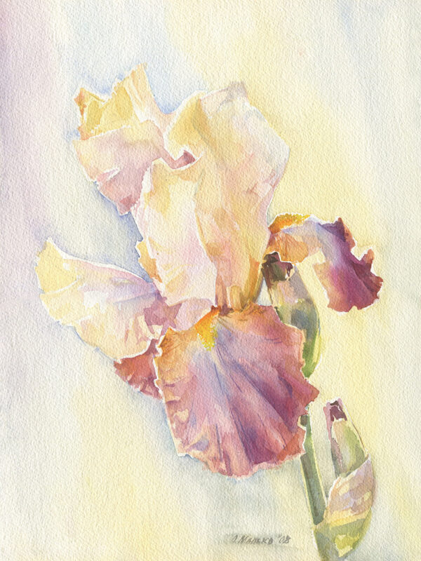 Yellow Burgundy Iris
